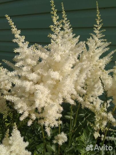 Астильба кусты