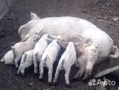 Поросята венгерской пуховой мангалицы