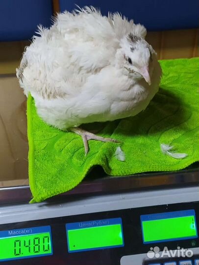 Перепел несушки