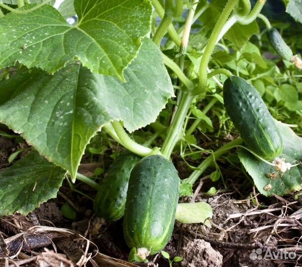 Семена кустовых огурцов
