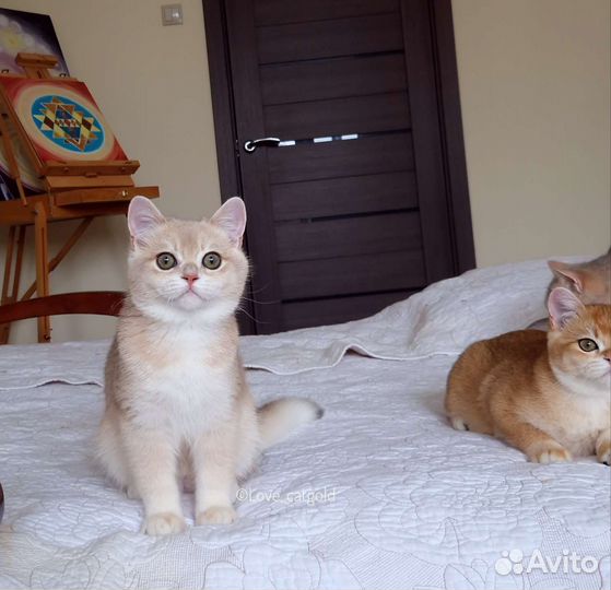 Голубая золотая шиншилла кот