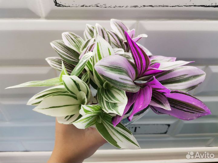 Консультация по уходу за традесканциями