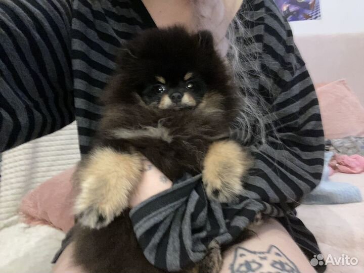 Мини шпиц щенок