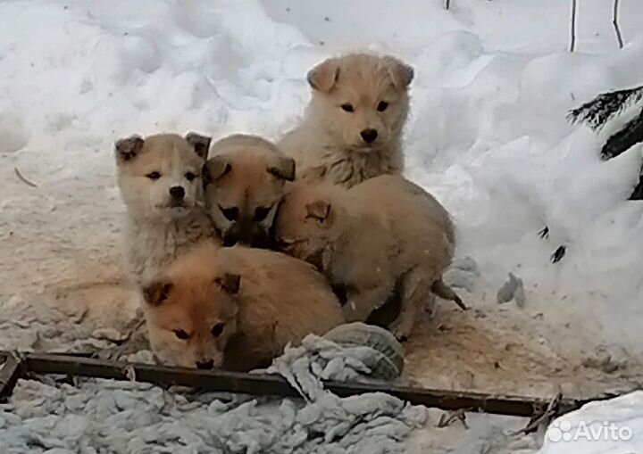 Щенки в добрые руки