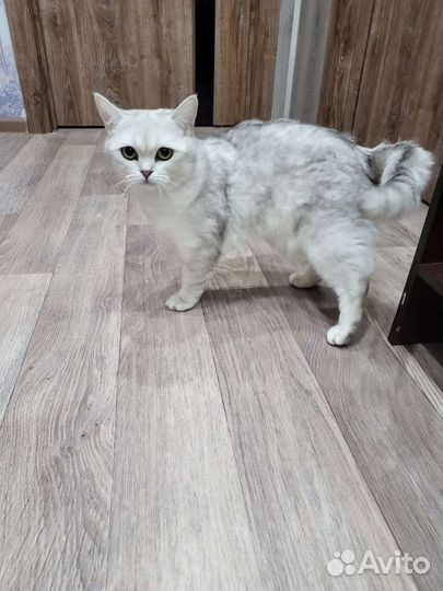 Британская кошка