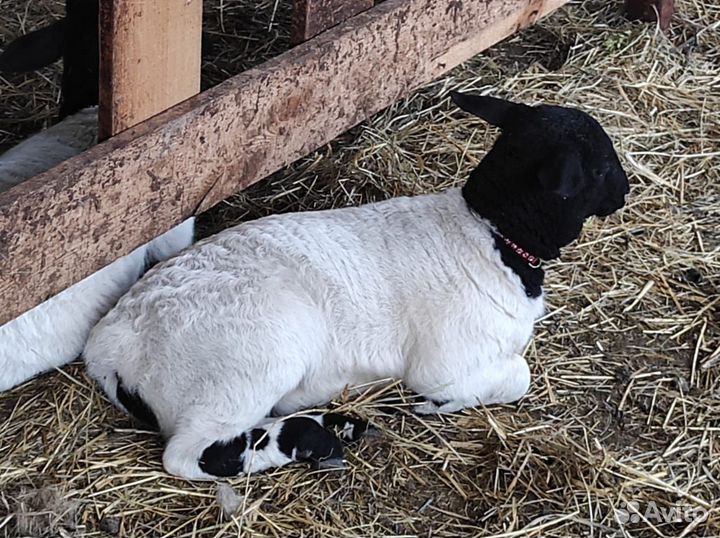 Племенные бараны