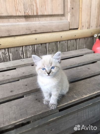 Котенок