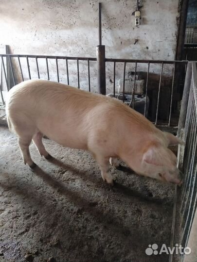 Хряк на племя
