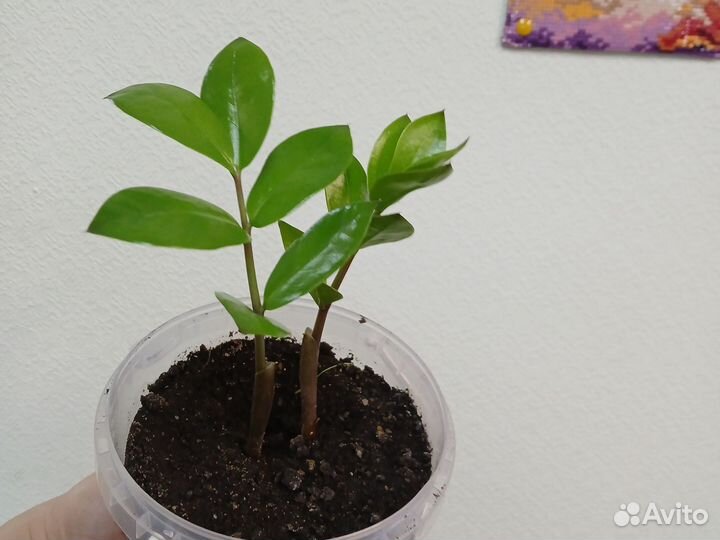 Замиокулькас