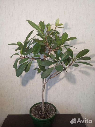 Фикусы бокальчатоприлистниковые (Циатистипула)