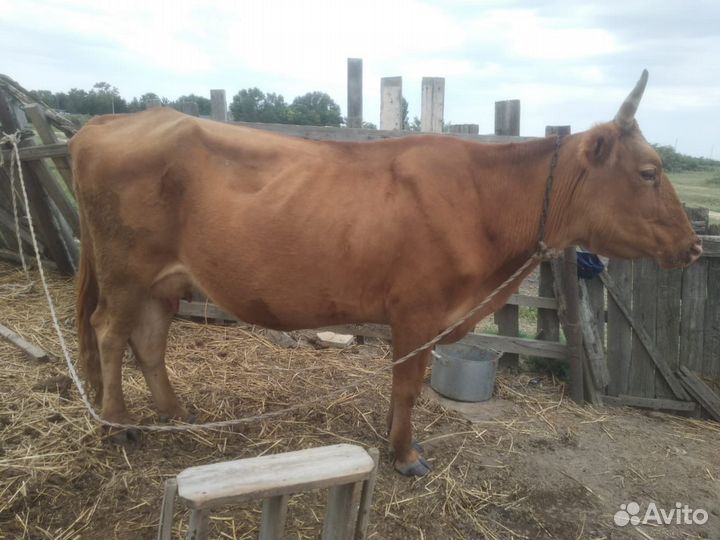 Корова дойная