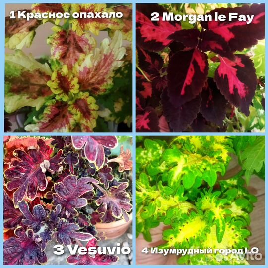 Колеусы.Наборы