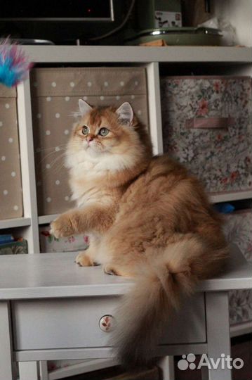 Шикарный британский котик