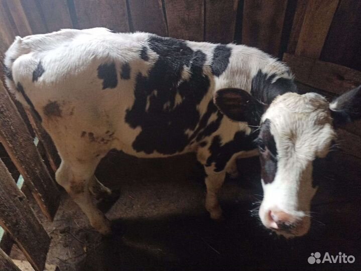 Телята телочки