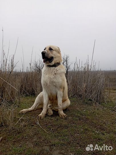 Среднеазиатская овчарка алабай вязка