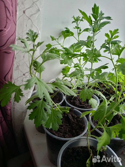 Хризантема кустовая