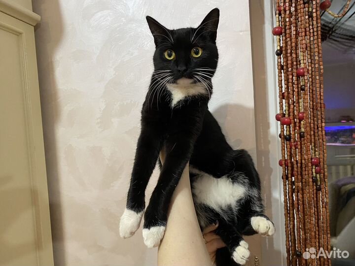 Кошка Маркиз
