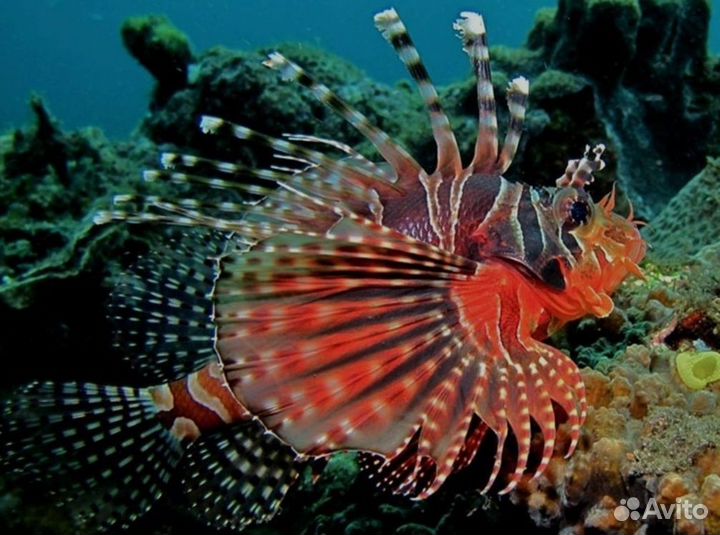 Морские рыбки