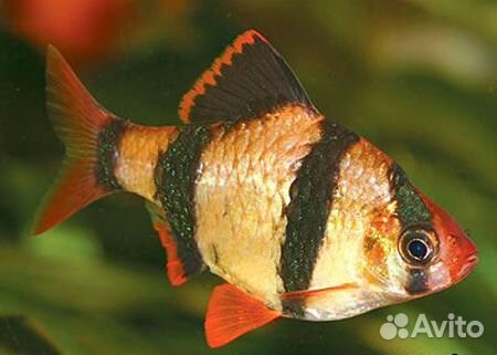 Аквариумы 10, 20, 40 л, компрессор, фильтры и др