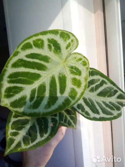 Антуриум кристаллинум