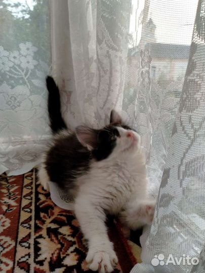 Котёнок в добрые руки (кошка)