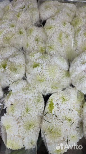 Хризантема белые