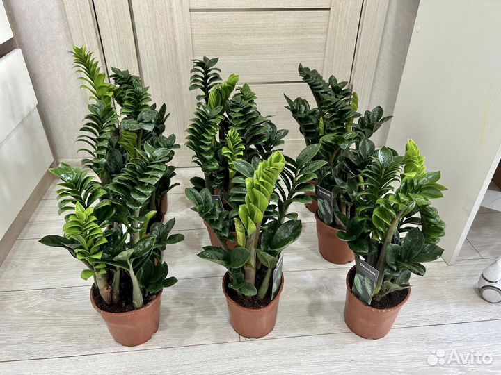 Замиокулькас зензи