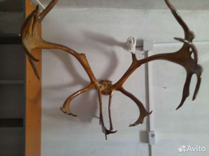 Продам рога оленя