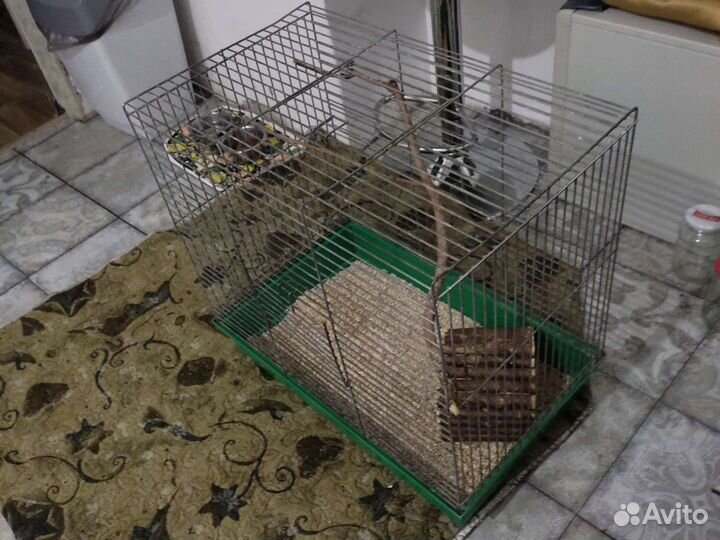 Большая клетка