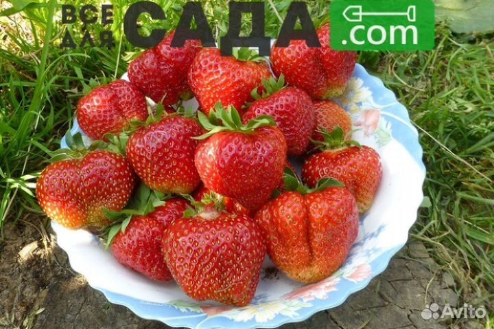 Саженцы клубники Лорд