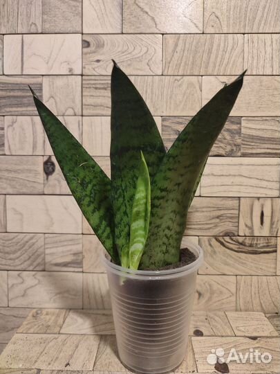 Сансевиерия зейланика фан