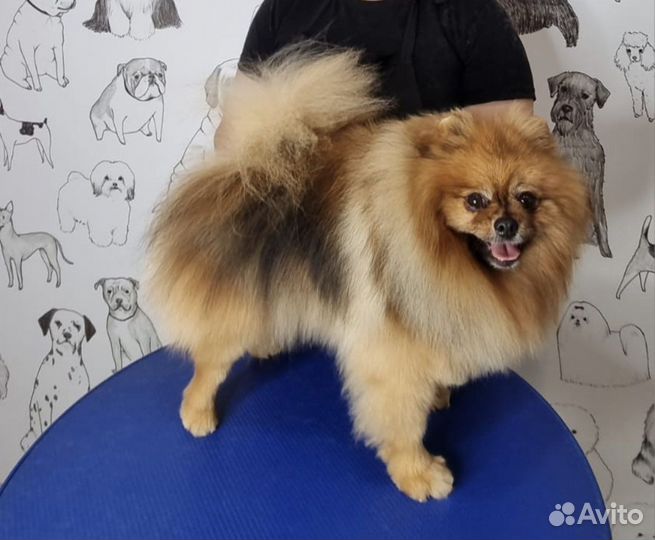 Груминг животных