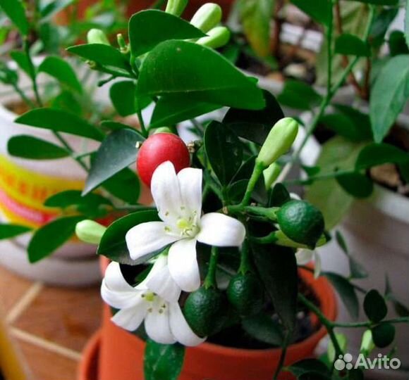 Мурайя, декоративный гранат