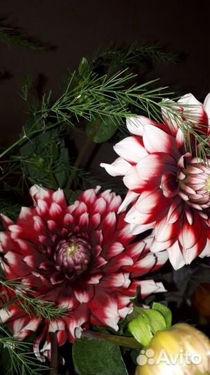 Георгины макс, розы, гладиолусы свои