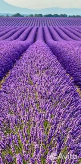 Многолетние растения