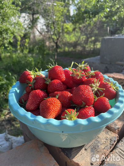 Рассада клубники окс