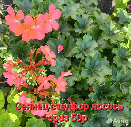 Пеларгония герань сортовая