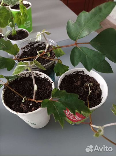 Растения плетистые. Тенивыносливые