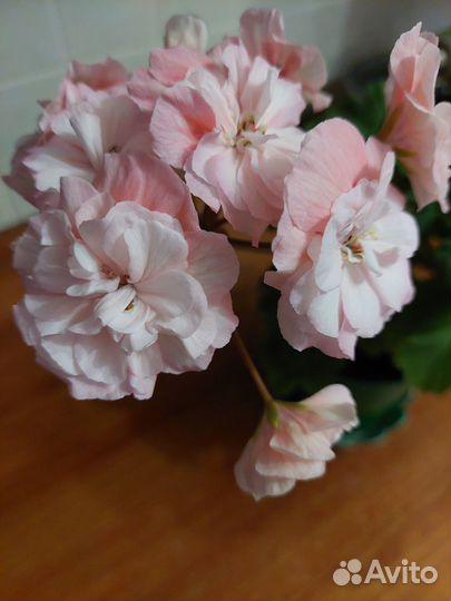 Пеларгонии