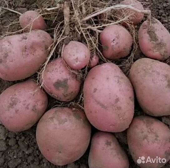 Продам картофель