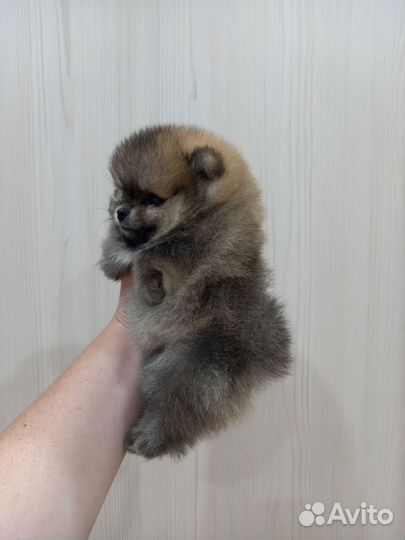 Девочка помераночка супер мини