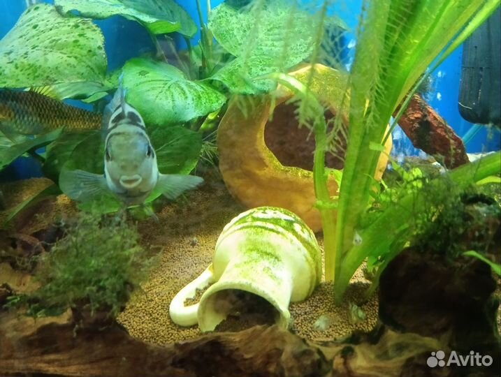 Рыбка сапфировый попугай мальки