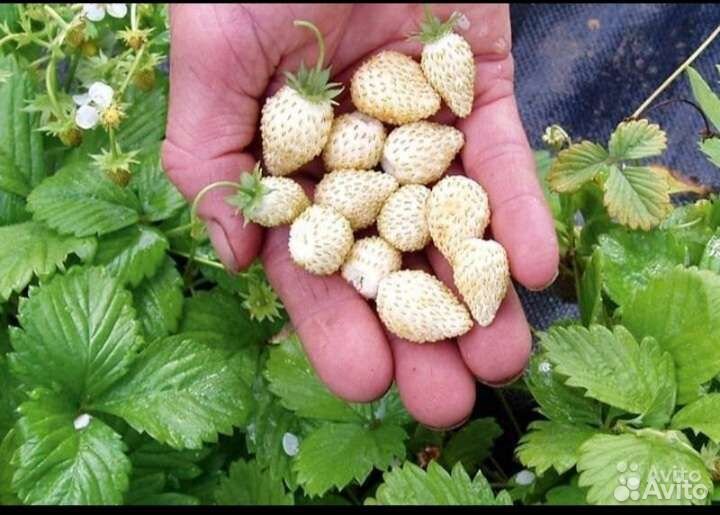 Клубника, земляника. Саженцы, усы