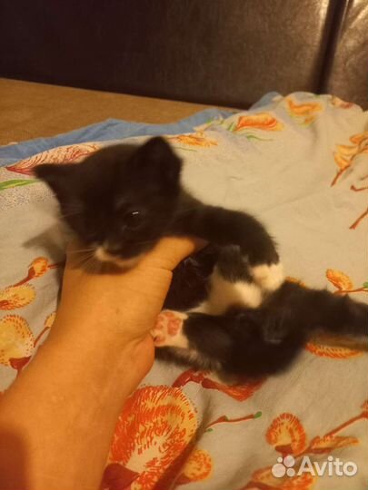 Котёнок девочка