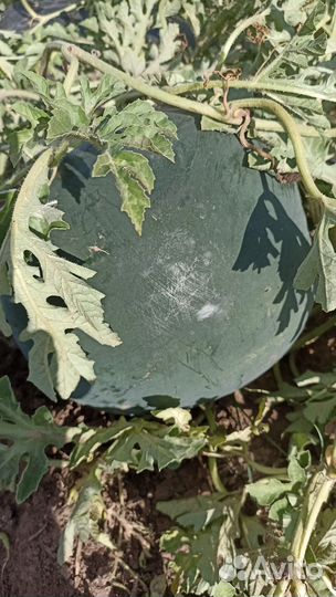 Рассада арбуза и дыни