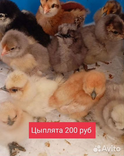 Петушки,Семьи