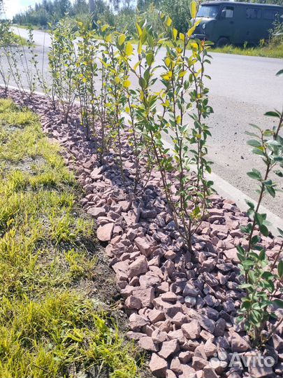 Кустарники декоративные для озеленения