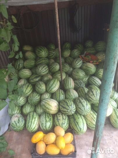 Арбуз (Там там )