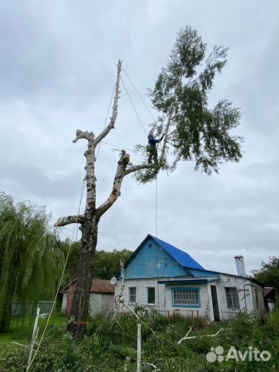 Спилить дерево, удалить дерево, арборист-альпинист