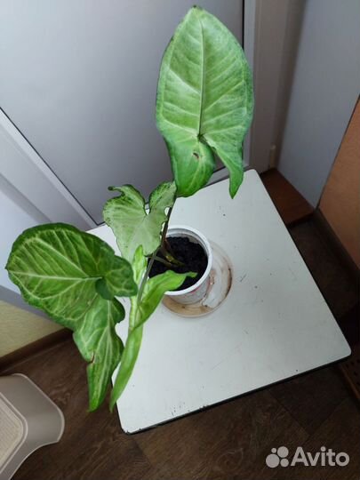 Сингониум батерфляй